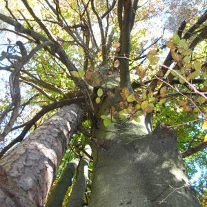herbstbaum