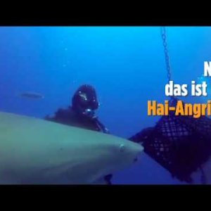 TIERE+MENSCH+HAI+RETTUNG: Hai mit Haken im Bauch bittet Taucher um Hilfe (2017)