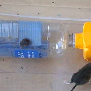 Lebend Mausefalle:Catching 2 Mice in a Plastic Bottle