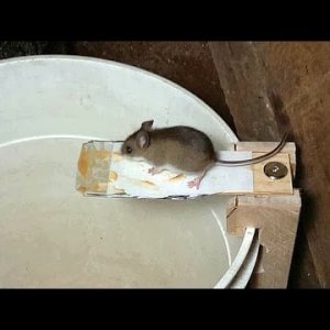 Lebend Mausefalle TEST: Building a better mouse trap, using video surveillance