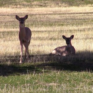 TIERE+MENSCH+NATUR+BAMBI+FEEDBACK: Baby Deer a Year after the Rescue and Release (US 2016)