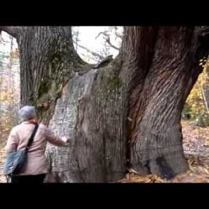 NATUR+BÄUME+BURGENLAND+LIEBING: 350 Jahre alte Kastanienbäume (AT 2011)