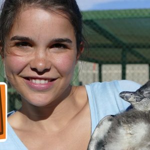 TIERE+DOKU+PINGUINE+AFRIKA: Praktikum bei den Pinguinen | Reportage für Kinder | Anna und die wilden Tiere (BR 2016)