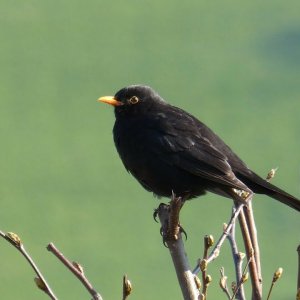 NATUR+AMSEL+GESANG+POP: Sounds of Nature Blackbird 1 Hour of the Blackbird's Song