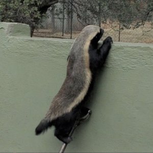 TIER+VERHALTEN: Stoffle, the Badger that can escape from anywhere! | Honey Badgers: Masters of Mayhem (US TV 2014)