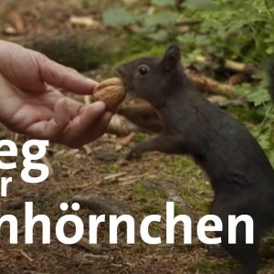 WISSEN+VERHALTEN+FORSCHUNG+TIERE: Wettstreit der Arten: Heimische europäische Eichhörnchen gegen Grauhörnchen | Gut zu wissen | BR (DE 2020)