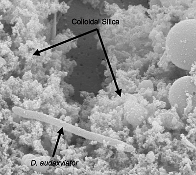 2006-1025bacteria.jpg