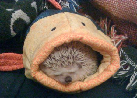 cutest-hedgehog-gifs.jpg