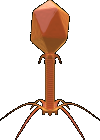 bacteriophage-2821660_100-2.png