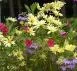 Blumenwiese.webp