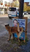 pissaufweidel.webp