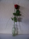 Beuys Rose  II.jpg