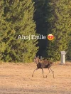 emil.webp