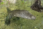 beulenkrokodil3.webp beulenkrokodil3.webp