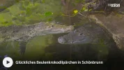 krokodile-schönbrunn=1024x.webp krokodile-schönbrunn=1024x.webp