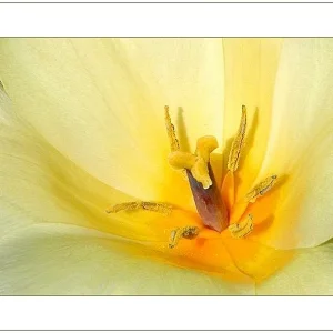 ein Hauch von Frhling ...