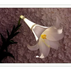 o.T. (- fr grere Darstellung bitte anklicken -)