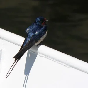 Eine Schwalbe macht noch keinen Sommer...