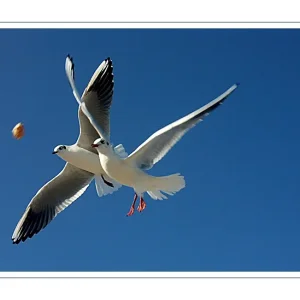 luftiges Frhstck ...