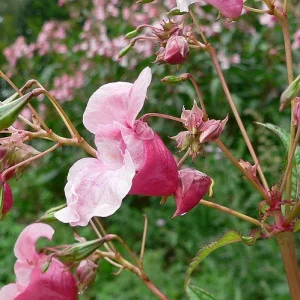 Medium 'Bild 10' in der Kategorie 'Sonstiges'