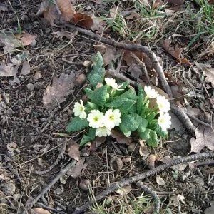 Im Februar im Wienerwald 1