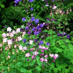 die schwestern akelei