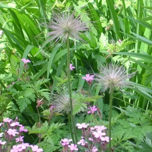 kuhschelle_1_Gro_e_Webansicht