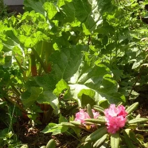 rhododendron und rhabarberblatt