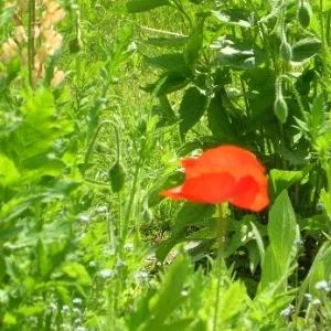 mohn...die erste