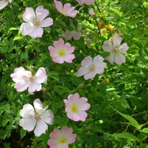 HUNDs(ordinre) heckenrose...ein traum!