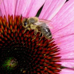 Roter Sonnenhut - oder Zwirbels Profilbild einmal grsser ;-)