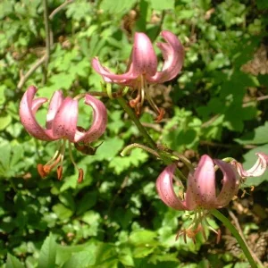 trkenbundlilie im wald (streng naturgeschtzt)