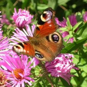 schmetterling_Gro_e_Webansicht