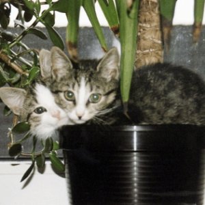 Katzen im Blumentopf