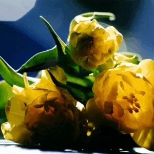 Gelbe Tulpen