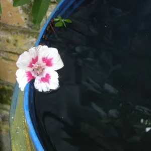 DSCN4483_1_aug_10 Einkehr