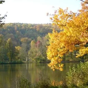 Bunt sind schon die Wlder