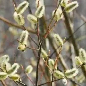 Gordon Lightfoot: Pussy Willows, Cattails (1968) - YouTube