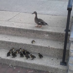 TIER+ENTEN+KÜKEN+STUFENSTEIGEN: Ducklings vs. Stairs (What would you do?) Entenmutter & Küken & Stiegensteigen (2013)