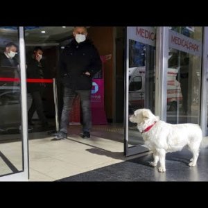 TIER+MENSCH+HUND+TREUE+TÜRKEI: Hündin „Boncuk“ wartete fast eine Woche lang vor einem Krankenhaus (2021)