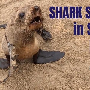 TIER+MENSCH+SEEHUND-BABY+RETTUNG+AFRIKA: Baby Seal has Deep Cut around it's Neck (Namibia 2020)