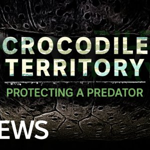 TIER+MENSCH+KROKODILE+AUSTRALIEN: Crocodile Territory: Protecting a Predator | News Features | ABC News In-Depth (AU 2021)