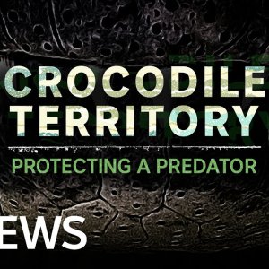 TIER+MENSCH+KROKODILE+AUSTRALIEN: Crocodile Territory: Protecting a Predator | News Features | ABC News In-Depth (AU 2021)