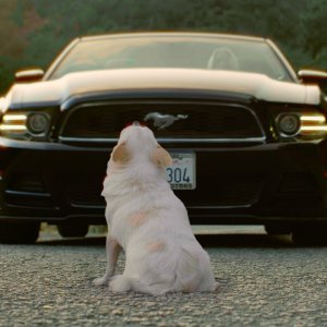 KURZFILM+HUND+LIEBE+ABSCHIED+TRAUER: Letting Go (A Short film for Dog Lovers) (US 2021)