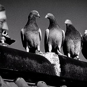 KÜNSTLICHE INTELLIGENZ+AI COVER+KINDERLIED: Austrian Painter Adolf - Alle meine Entchen (DE 2024)