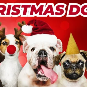 XMAS+HUMOR+WEIHNACHTEN+HUNDE+BELLEN+SONG: Conrad Askland - Dogs Barking Jingle Bells! (US 2004)