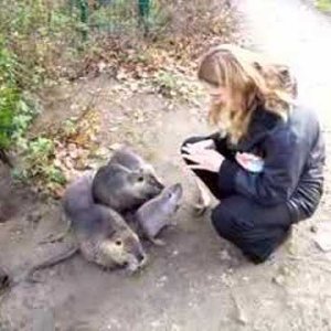 Nutrias und ich - YouTube