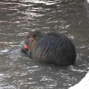 Nutria & Bisamratte Dresden Kleinzschachwitz - YouTube