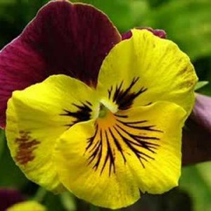 Roberto Murolo - La panse' - YouTube