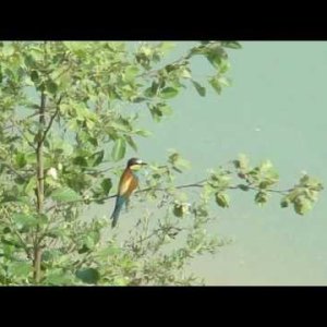 INSTRUMENTAL+KLASSIK+PIANO+SOLO+FEMALE: Trudelies Leonhardt - Schubert, Gallop D 735 and Minuet D 380 (NL 1999)